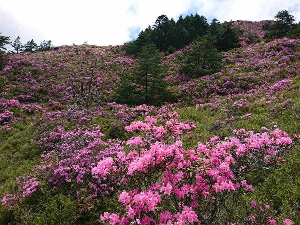 合歡山北峰 紅毛杜鵑611405