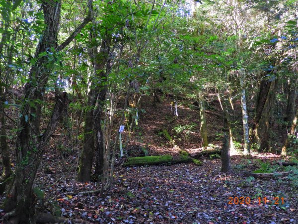 新竹 尖石 屯野生台山、石麻達山1178031