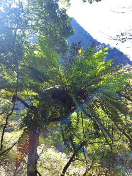 東埔走八通關古道訪龍貓公車繞對關山O型2962766