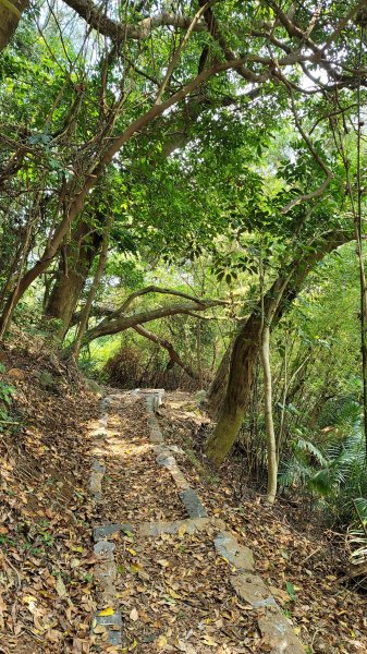 中正山環型步道2109309