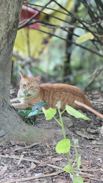 20250517鳶山2791955