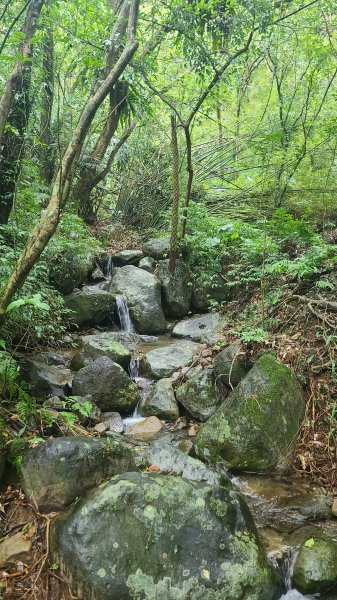 2025-01232淡蘭古道北二段(燦光寮古道到澳底)2696604