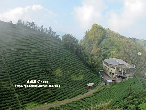 南投鹿谷~聽風~雲起~大崙山觀光茶園步道965001