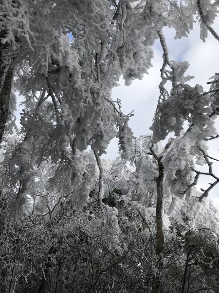 美呆了~雪白內鳥嘴山1253346