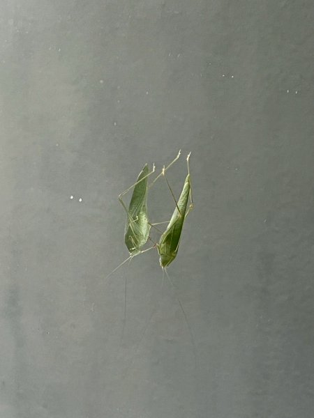 2025/7/23觀音山硬漢嶺2844608