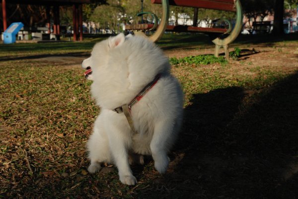 帶銀狐犬去廍子公園散步 2024.1.162404660