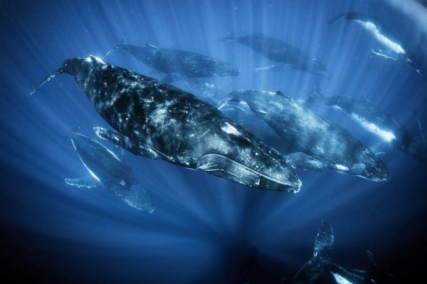 【保育】張皓然水下拍大翅鯨獲首獎 盼潛客隨手拍加強保育力道