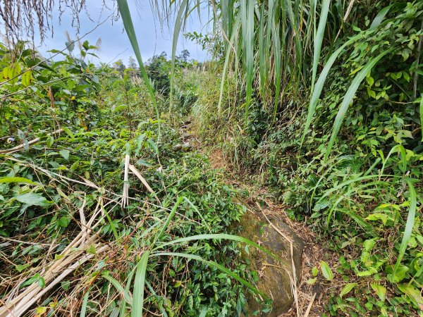 20251228溪頭山龍鳳山嶺頭山O型2992379