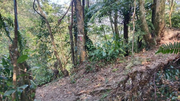 文山區草湳大榕樹-貓空圓山東北峰-貓空圓山-次格中繼站-貓空尖-二格山步道-草湳大榕樹3130198