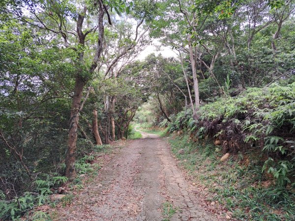 2026森遊竹縣：石光古道（老虎山步道）3107334