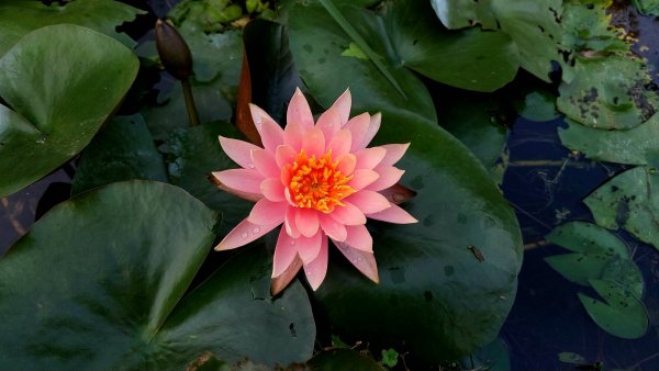 新北萬里丁火朽山、八斗山連走2768642