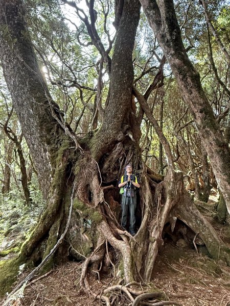 塔曼山 連走 拉拉山森林遊樂區 O繞 202510112923660