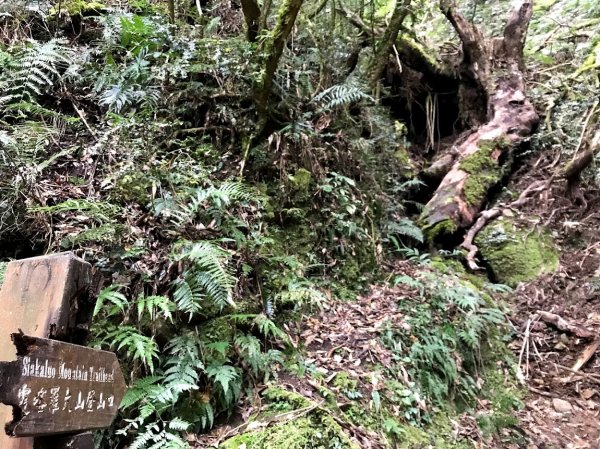 霞喀羅國家步道_石鹿登山口201901261964164