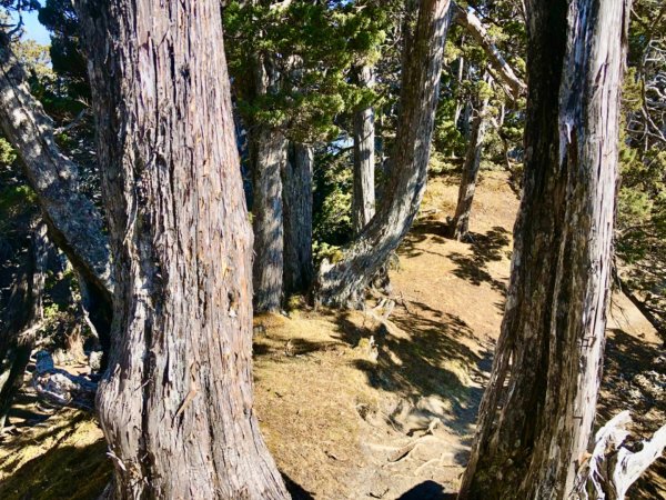 啟動高山度假模式～阿蓮五虎兄弟之馬博橫斷2073019