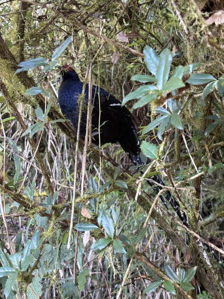 20251225塔山步道(大塔山)2970394