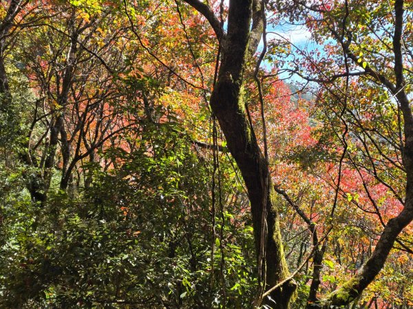 鳶嘴稍來山之楓紅／雲海2974067