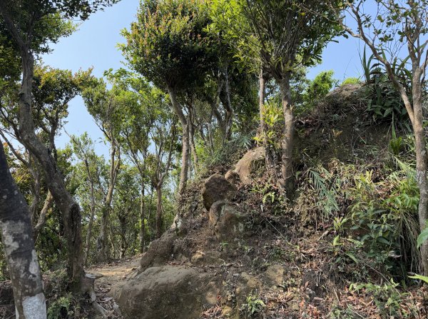 [微笑山線_第八段] 2026_0411 二格山系_炙子頭山3035078
