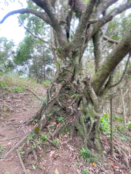 微笑山⛰️線-大棟-二格山-五分山-天上山-鳶山💎12條步道完成💙2834183