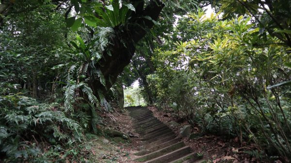 大修宮步道登山健行趣(步道)2122845