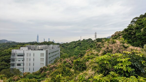 南港四分溪,三重埔埤濕地復育,大坑溪2502958