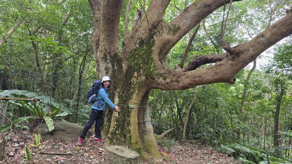 2025樂活夜櫻季搶先看，內湖樂活公園夜櫻季明天熱鬧登場，沿內溝溪3公里近距離欣賞寒櫻、昭和櫻、吉野2695707