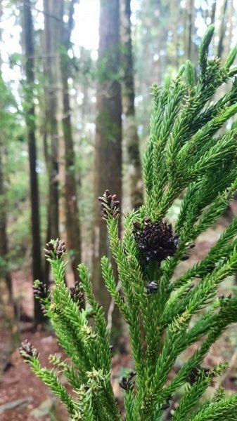 《台中》魔幻森林｜橫嶺山沙蓮山O型202104301367182