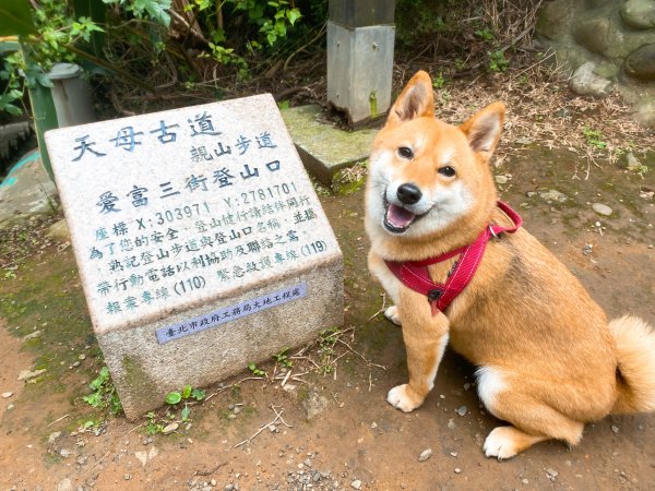 【狗狗爬山】台北士林/天母古道：水管路步道 健行半日遊