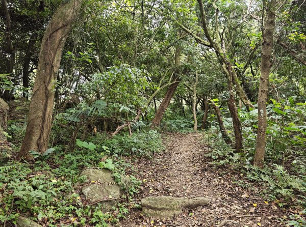 [微笑山線_第三段] 2026_0725 新北桃園登山步道_大湖之森步道3101670