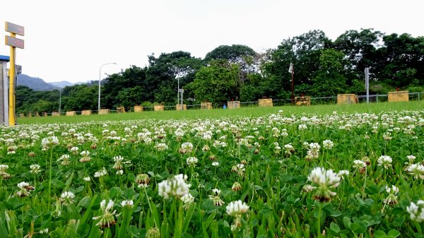 山佳荷花池2172754