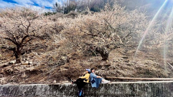 🌈1/17（六）蔡家古厝賞梅×梅子夢工廠×車埕老街✨FB：熊熊趴爬走🌈2983947