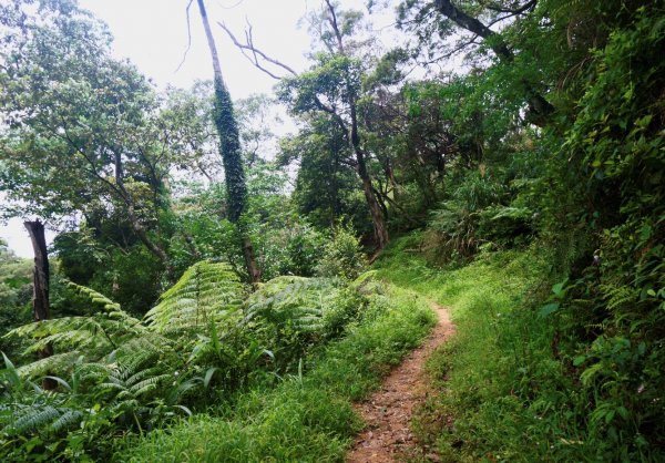 桃園金面山、金山面山 O型1373707