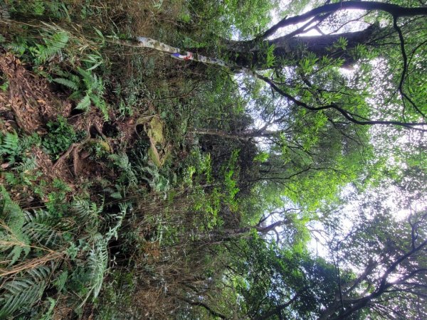 《貴妃那鳥包》O型縱走(貴妃山、那結山、外鳥嘴山、蓮包山)1854001