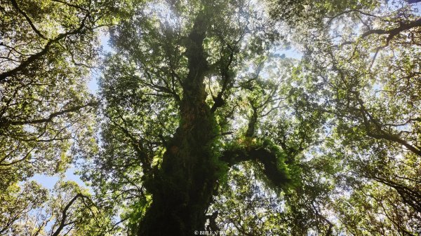【台灣健行】松鶴八仙 - 綠浪深處，時間長成樹的模樣3076652