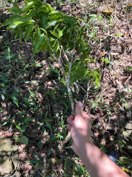 戶亞宇山基點峰-戶亞宇山主峰 2025.6.152815052