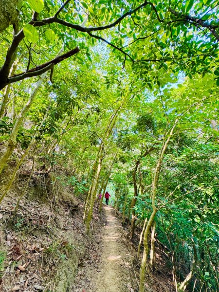 烏山嶺水利古道順走竹高崙山3連峰2669921