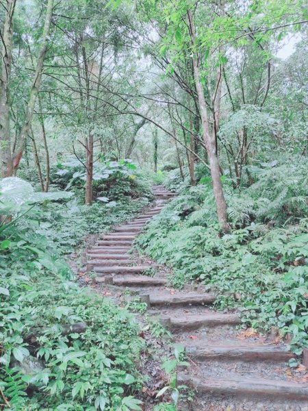 2021-12-26_三角崙山+聖母山莊(宜蘭抹茶山)1563619