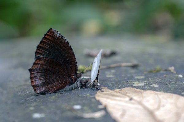 九寮溪步道與梅花湖2927082