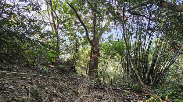 暗影山三進三出2366552