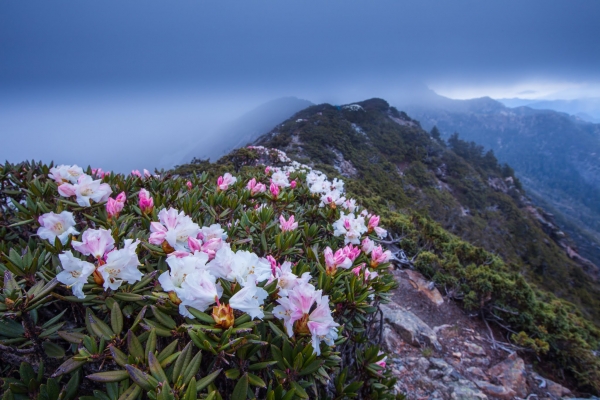 臺灣最高的杜鵑花 -玉山北峰，圓峰杜鵑花況42173