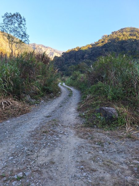 神木村千年樟木202512112959514