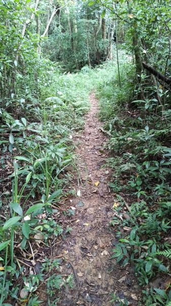 20250607 新竹竹東三山(樹杞林山 - 新具庄山 - 員崠子山)  O型2809041