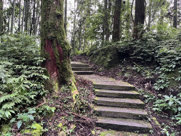 [嘉遊好步道．來嘉走走-04/10] 2024_1011 阿里山頂湖步道2624765