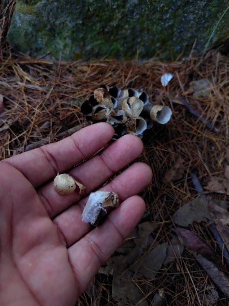 唐麻丹山 蝴蝶谷2918793