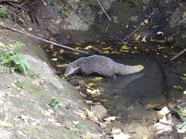 【新聞】動物園推三貓生態踏查 拍到食蟹獴、藍腹鷴等保育類