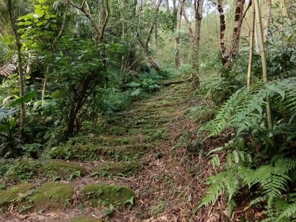 五堵獅頭山無菸步道2969487