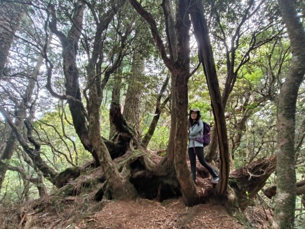 1130511夫拉縱走2500166