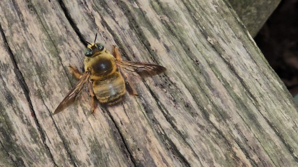 台中大坑頭嵙山（大冠鷲／木蜂／五色鳥／血藤花／鳳凰花）2756688