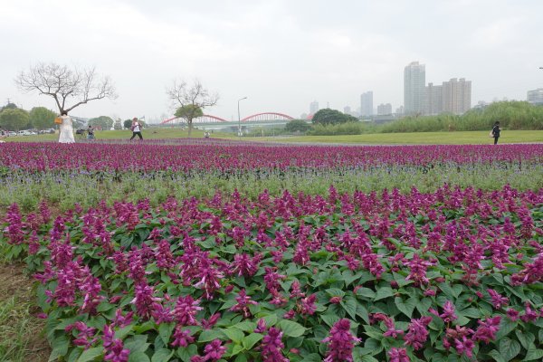 古亭河濱公園紫色花海1286074
