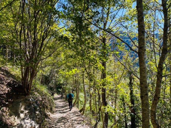 1140825司馬庫斯新巨木園區-司立富瀑布-部落觀景台2871156