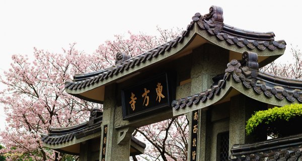 櫻花季的尾聲~在東方寺慢慢的品花落的聲音910706